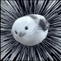 Warpy bird
