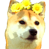 DOGEWIFE