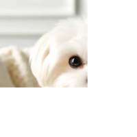 Sugar dog