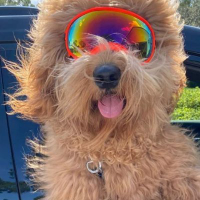 $BRODIE