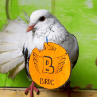 BirdCoin