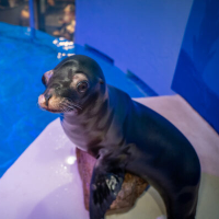 Arie The Sealion
