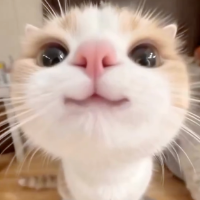 mewtul
