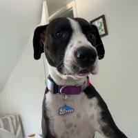 Bruno