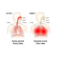 H5N1 Bird Flu