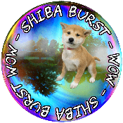 Shiba Burst