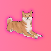 Father Shiba Inu