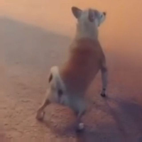 HUMP DOG