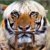 Tiger Coin