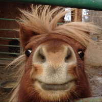 Pony Coin