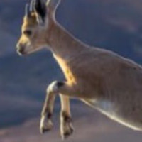IBEX COMMUNITY CHAT