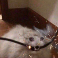 ZAPCAT
