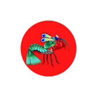 Peacock Mantis Shrimp