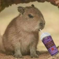 SipSip