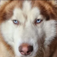 HUSKY RESCUE