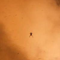 Rocket Frog