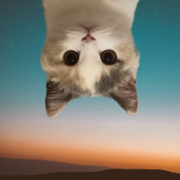 upside down cat