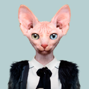 Sphynx Cat