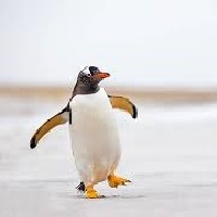 Meme Penguin