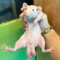 Rat WIF Sack