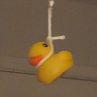 Hanging Ducky