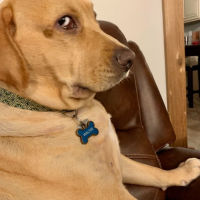 Side Eye Dog Coin