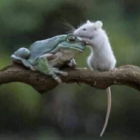 Animal Life