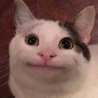 BELUGA CAT