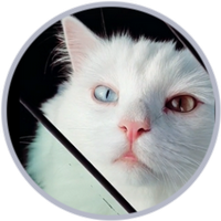 Hebei the Cat