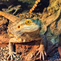 BEARDIE