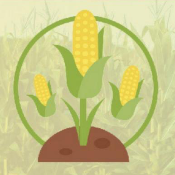 CORN Token