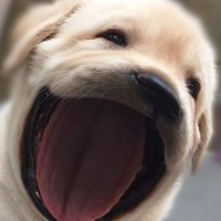 WOWO DOG