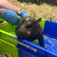 HAGGIS - Cute Pygmy Hippo