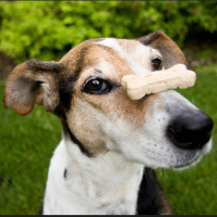 Dog With Patience