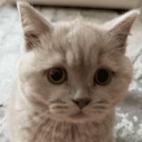 Make My Cat A Meme