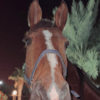 HORSEY