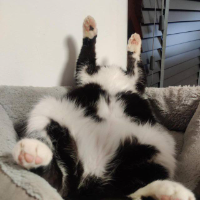 Cat With No Head