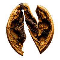 NUTSENSE