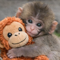 BABY PUNCH