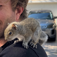 Blueberry The Squirrel