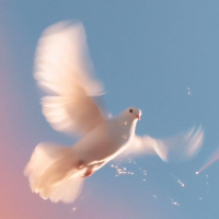 The white dove