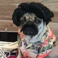 Puglo Escobark