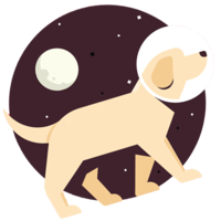 My Real Shiba