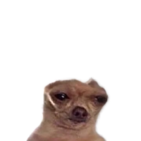 Tok the Dog