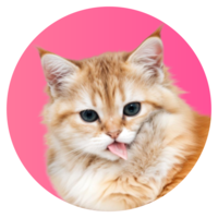 SuiKitty