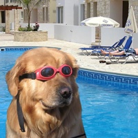 Doginthpool