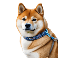 Solana Shibe
