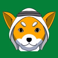 SAUDI CHIHUAHUA