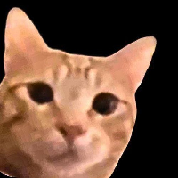 Cam cat