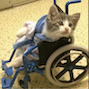 WHEELIE CAT